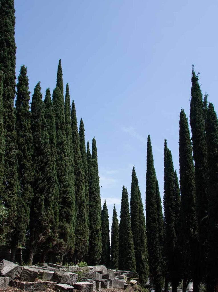 Italian Cypress | Bemis Tree Farm