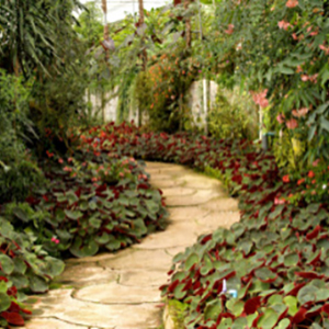 A stone pathway winds through a lush greenhouse garden, bordered by dense green foliage and red-tinted plants.