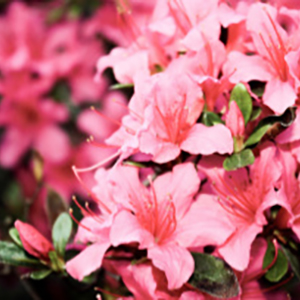 Close-up of vibrant pink azalea flowers with green leaves, showing intricate petals and stamens in natural light.