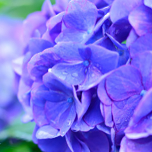 Close-up of vibrant purple hydrangea flowers with dew drops on the petals, set against a blurred green background.