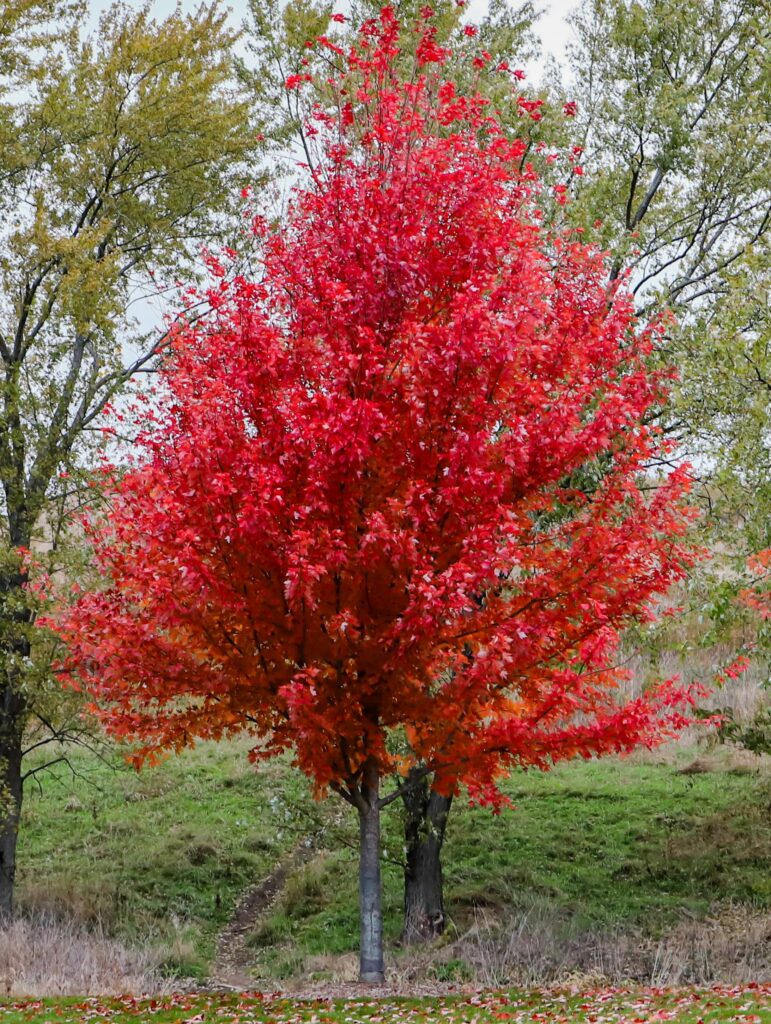 A vibrant tree with bright red leaves stands in a grassy area, surrounded by other trees with green and muted foliage.