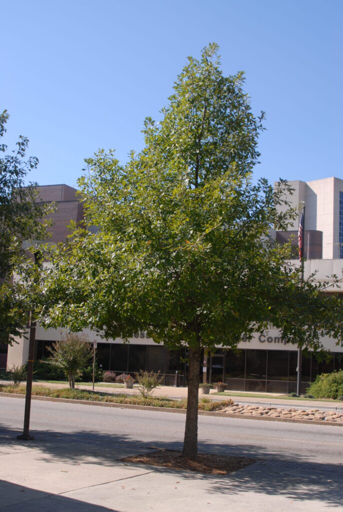 Tree with green leaves in front of a building on a sunny day, located on a sidewalk near a street.