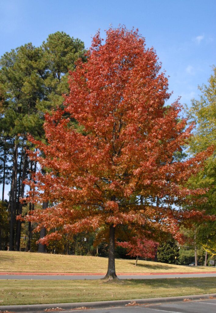 A tall tree with vibrant red-orange leaves stands on a grassy area near a road, with green trees and a blue sky in the background.