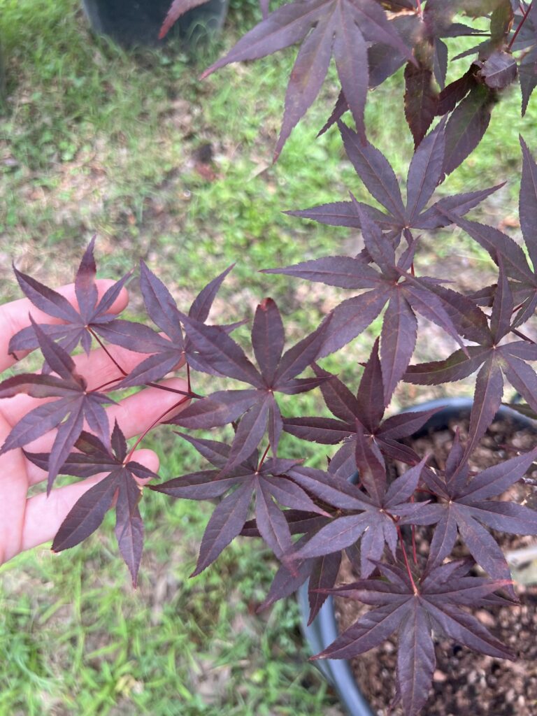 A hand holds Bloodgood Maple leaves, their star-like shape vibrant, with a pot of soil and grass softly framing the background.