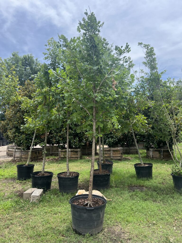 Young trees in large black pots arranged outdoors on grass, with a backdrop of more trees and a cloudy sky.