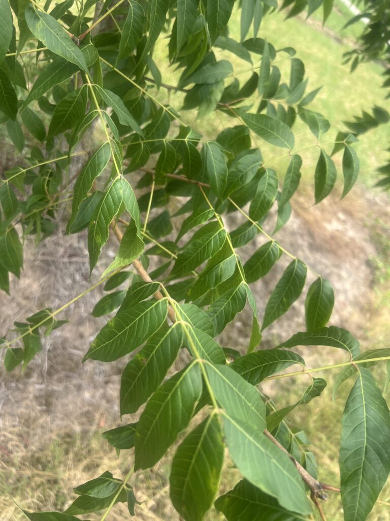 Close-up of a Chinese Pistache branch with green, serrated leaves against a blurred natural background.