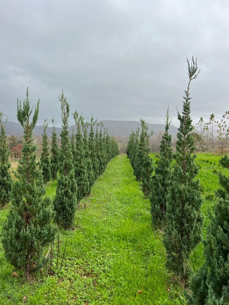 Rows of young emerald green evergreen trees stand on a grassy field beneath a cloudy sky.