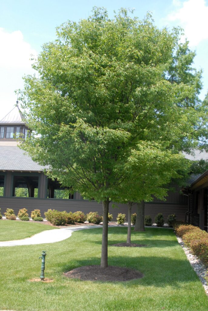 A lush green Zelcova stands on a lawn near a building, surrounded by a pathway and bushes under a clear blue sky.