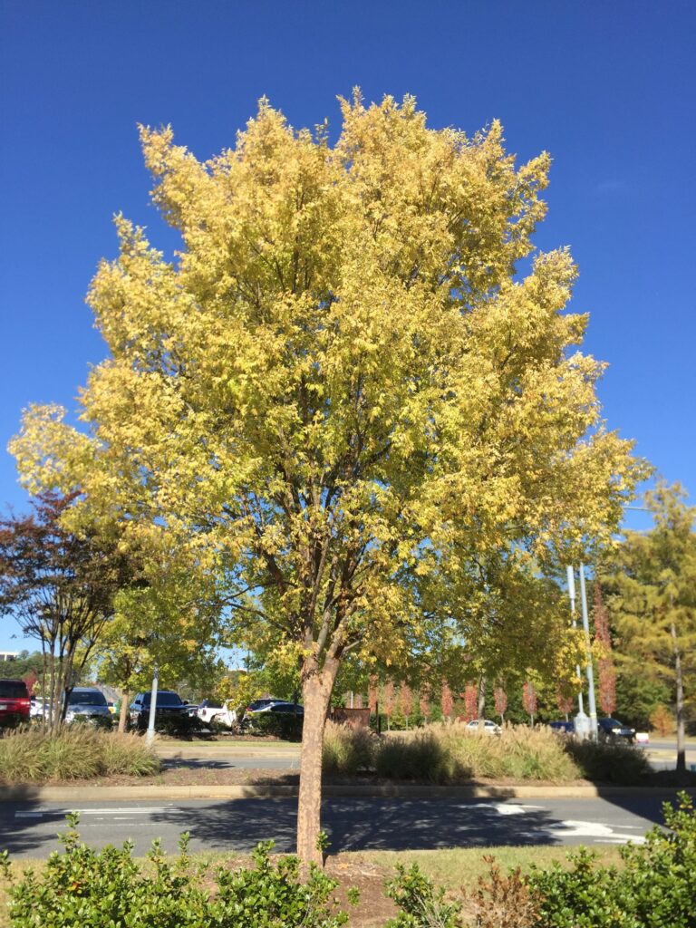 A Lacebark Elm with yellow-green leaves stands by a road on a sunny day, under a clear blue sky, parked cars in the background.