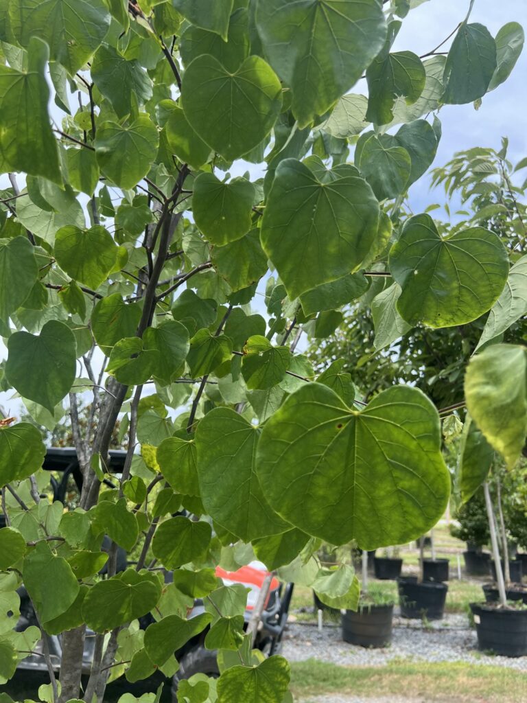 Close-up of an Eastern Redbud with heart-shaped green leaves in a plant nursery, surrounded by other potted plants.