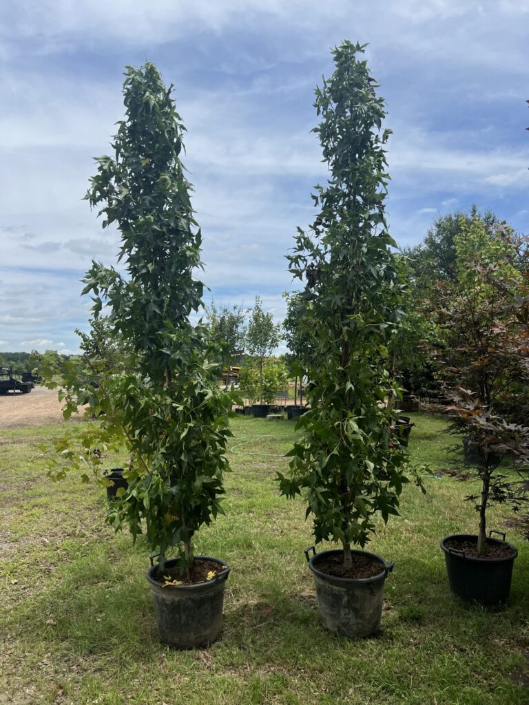 Two tall, potted sweetgum trees with slender trunks and lush green leaves stand on grass under a partly cloudy sky.