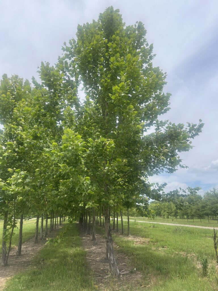 Tall green tree with abundant leaves stands in a grassy area, under a cloudy sky, near a straight row of other trees.