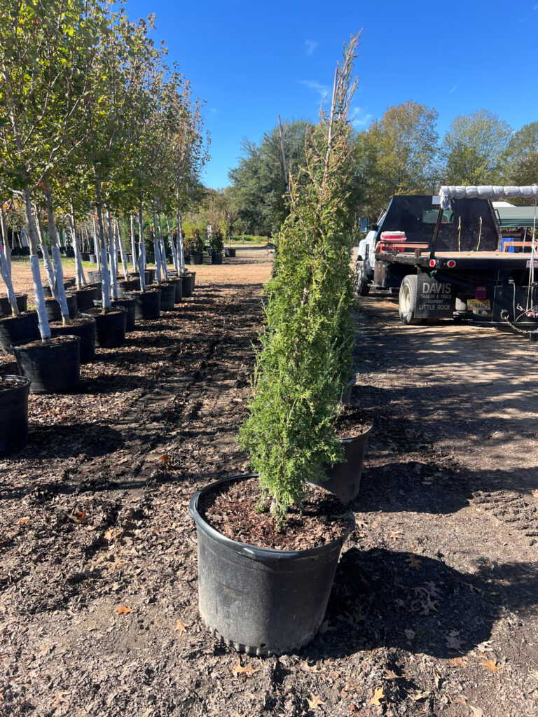 A row of potted evergreen trees lines the dirt path, with a truck parked nearby under the clear blue sky.