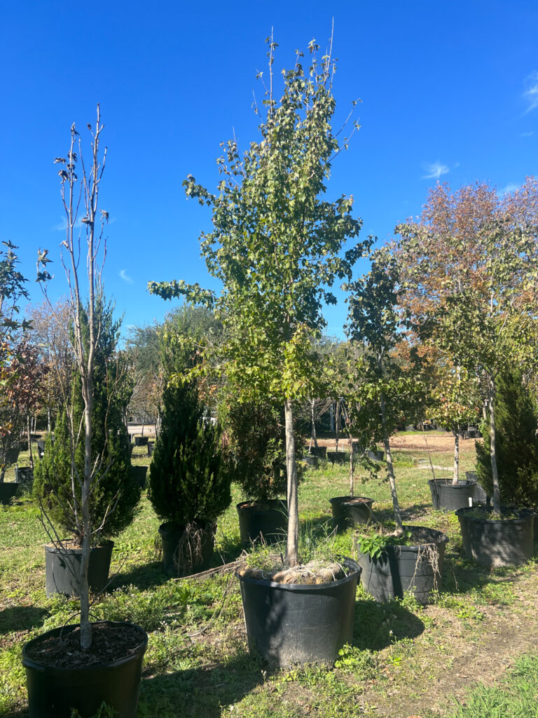 Ornamental trees in large black pots are arranged in rows at Bemis Tree Farm under a clear blue sky.