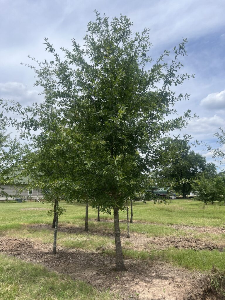 Young tree with green leaves stands in a grassy field under a cloudy sky, surrounded by other similar trees.