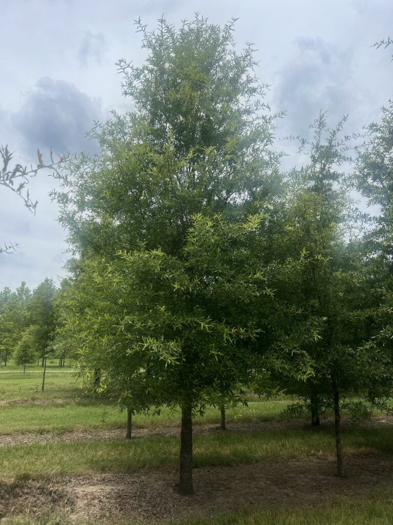 A tall, lush green tree stands in a grassy field, surrounded by other trees under a cloudy sky.